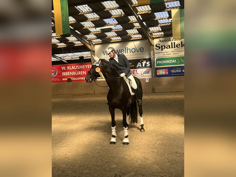 Scuderia di dressage disponibile per l'allenamento del vostro cavallo