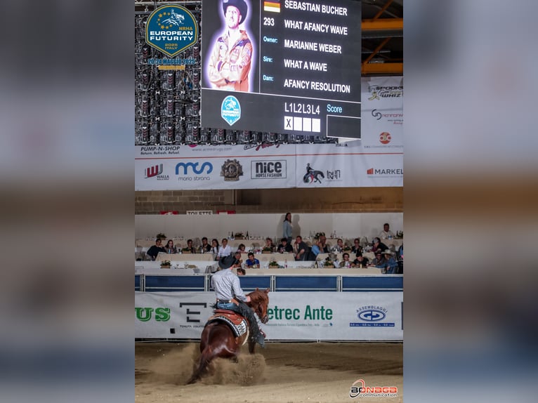 Western Beritt / Reining