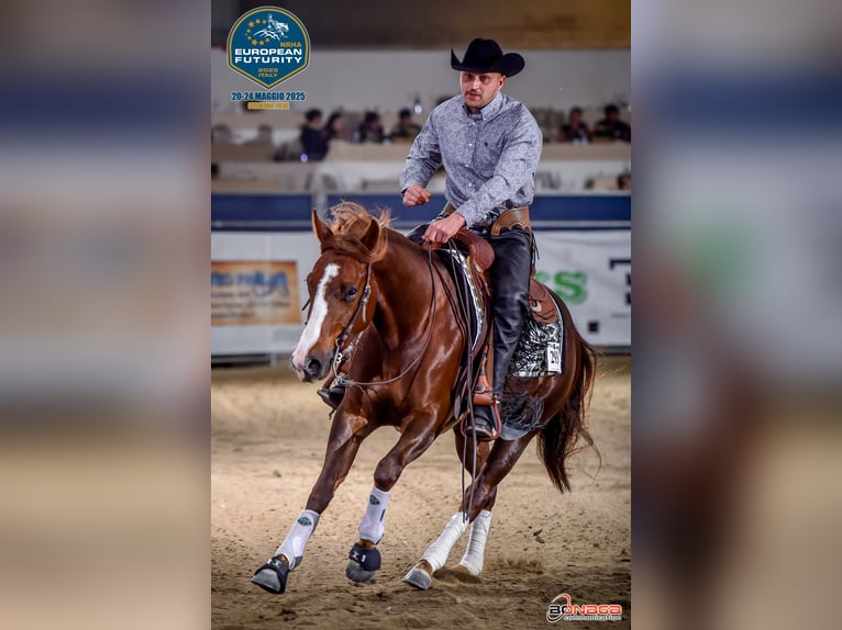 Western Beritt / Reining