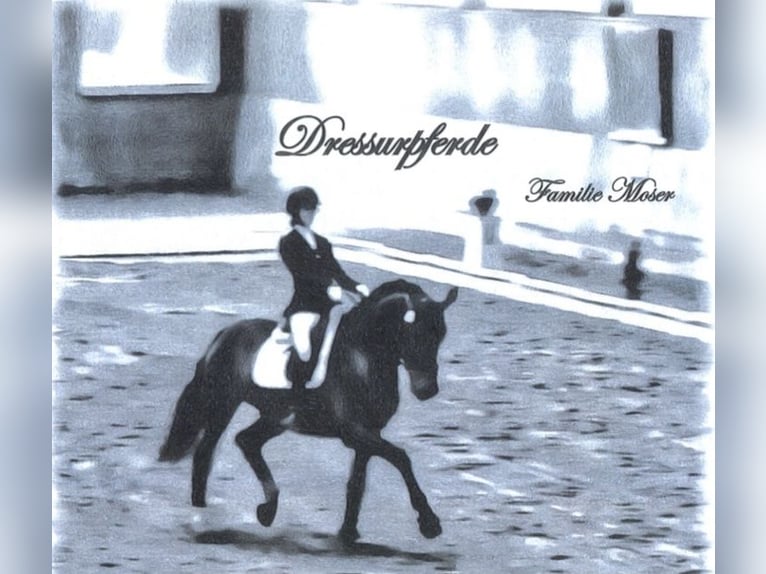 Wir haben ab Januar einen freien Berittplatz!