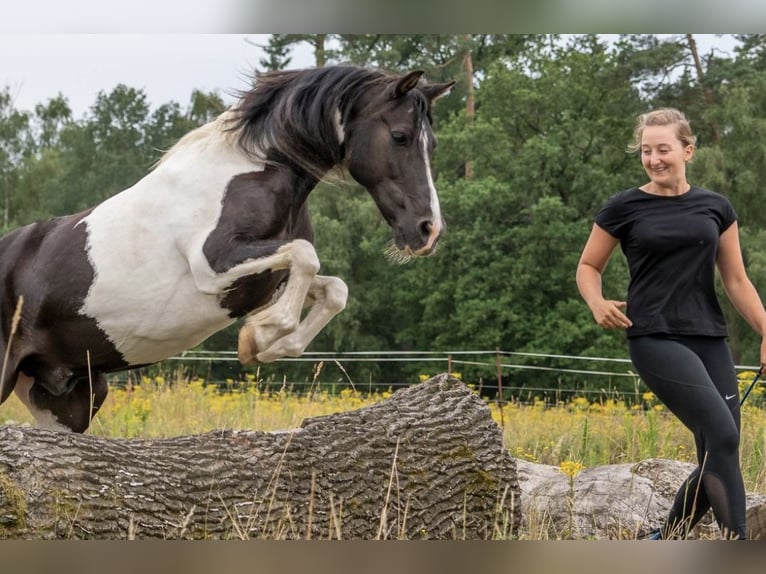 Ausbildung Horsemanship Trainer:in