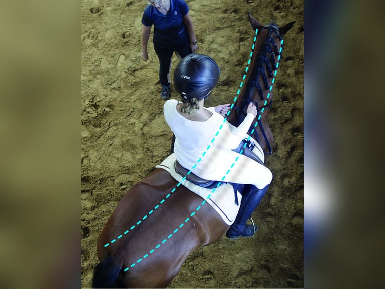 Biomechanisch korrektes Reiten – Reiter/Pferd 20.06.26 auch mit Übernachtung/Reitstunden