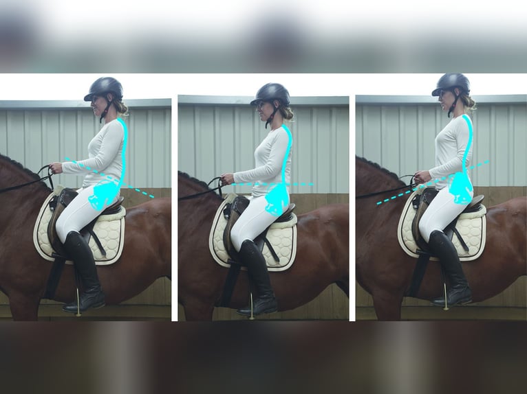 Biomechanisch korrektes Reiten – Reiter/Pferd 20.06.26 auch mit Übernachtung/Reitstunden