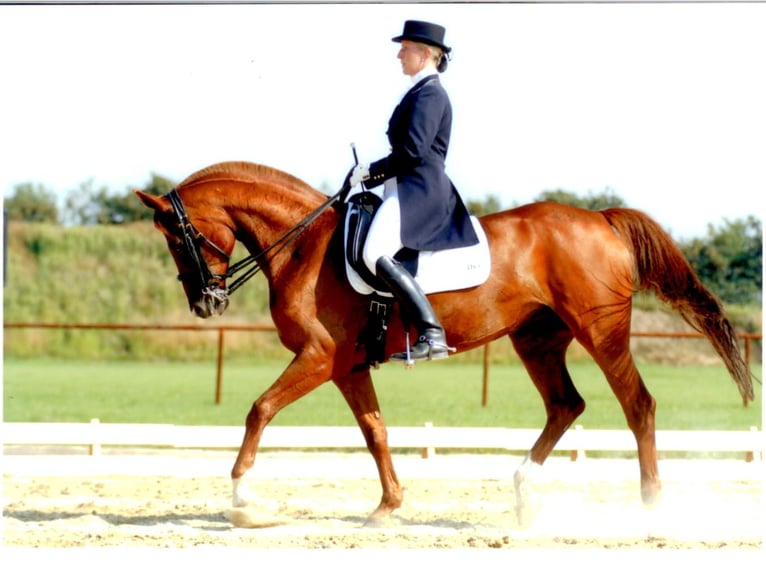 Coaching mentale per sportivi equestri