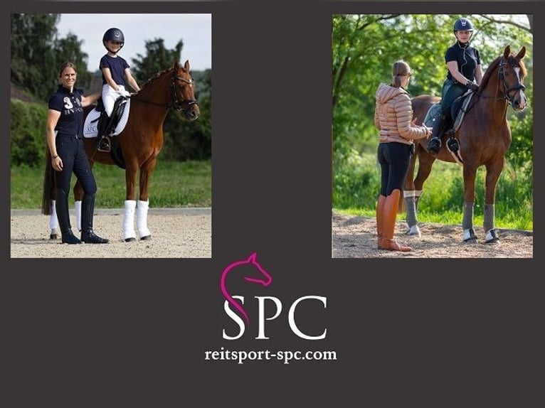 Corso di dressage a Boostedt, 24598