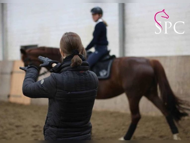 Corso di dressage + giornata informativa * RuF Estetal e.V. / Hollenstedt