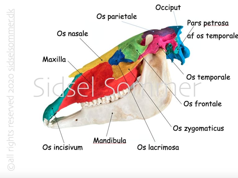 Craniosakrale Therapie, Einsteigerkurs, Jengen, Allgäu