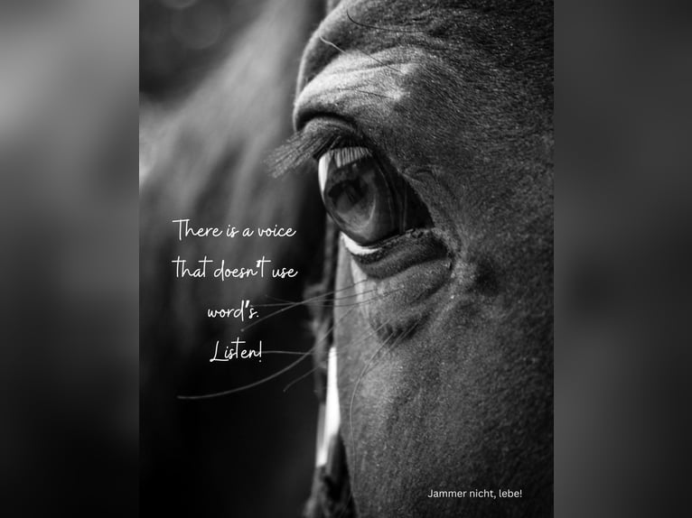 Ihr Pferd hat ein Trauma?