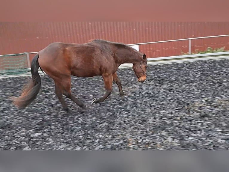 Kurs 29.03.25 Bodenarbeit/ Kommunikation/ natural Horsemanship