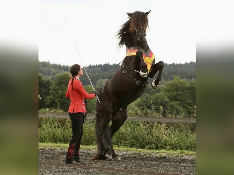 Pferdeführerschein, Trainerfortbildung, Gangpferde, Reitabzeichen