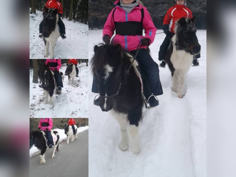 Reitpädagogik-Ausbildung/Fortbildung Pony-Motion®️