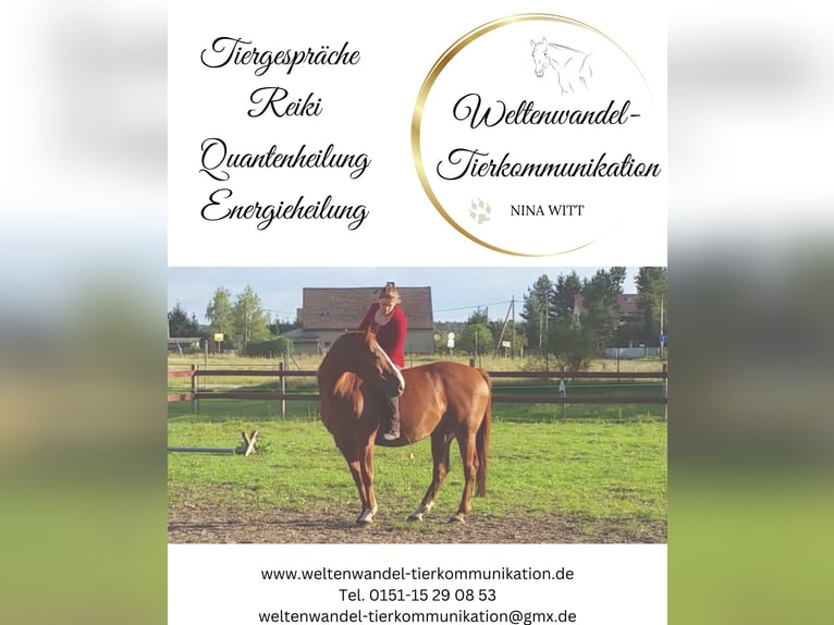 Weltenwandel-Tierkommunikation | Nina Witt