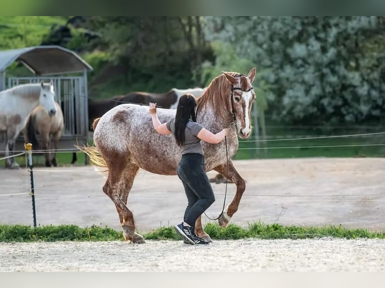 Wochenschüler Trainingswoche mit deinem Pferd in der akademischen Reitkunst klassischen Dressur