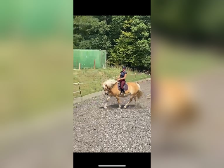 Workshop: Feinfühliges Reiten am 26.04.25 