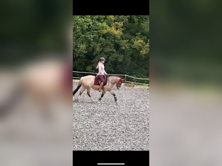 Workshop: Feinfühliges Reiten am 26.04.25 
