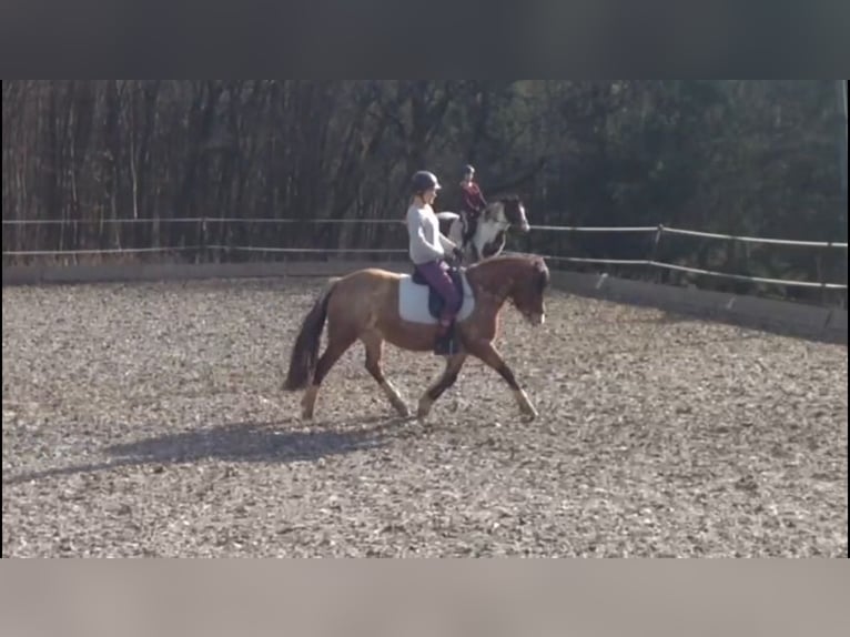 Workshop: Feinfühliges Reiten am 26.04.25 
