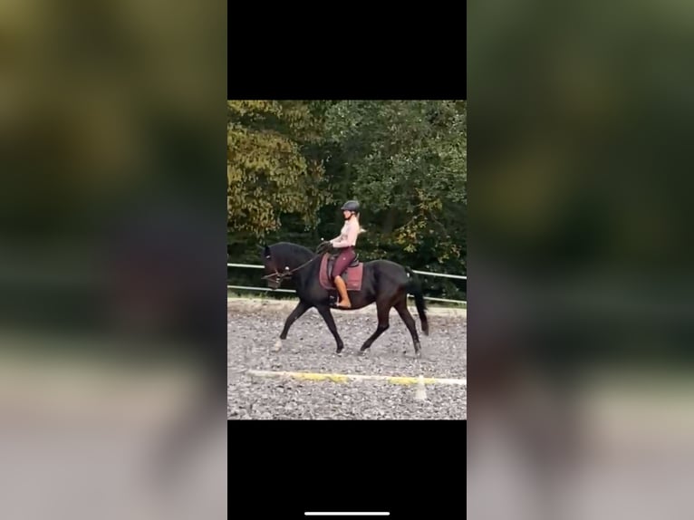 Workshop: Feinfühliges Reiten am 26.04.25 