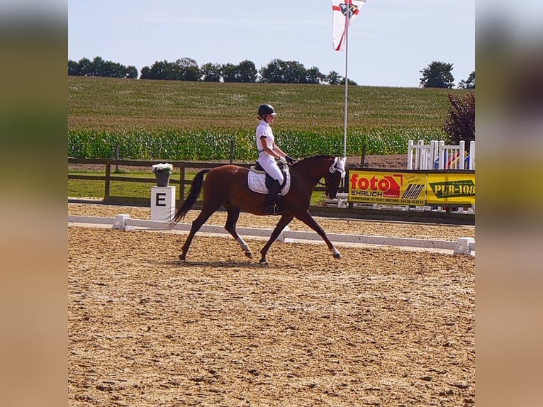 Workshop: Feinfühliges Reiten am 26.04.25 
