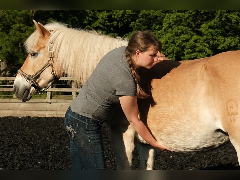 Workshop Körperwahrnehmung & Bewegungsgefühl deines Pferdes verbessern