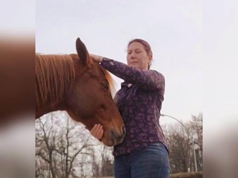 Addestramento personalizzato dei cavalli, osteopatia equina, TGT, OsteoConceptCoach, NRW