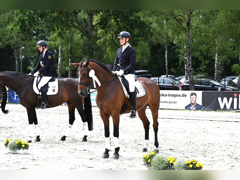 Addestramento, vendita e formazione di cavalli da dressage fino al Grand Prix