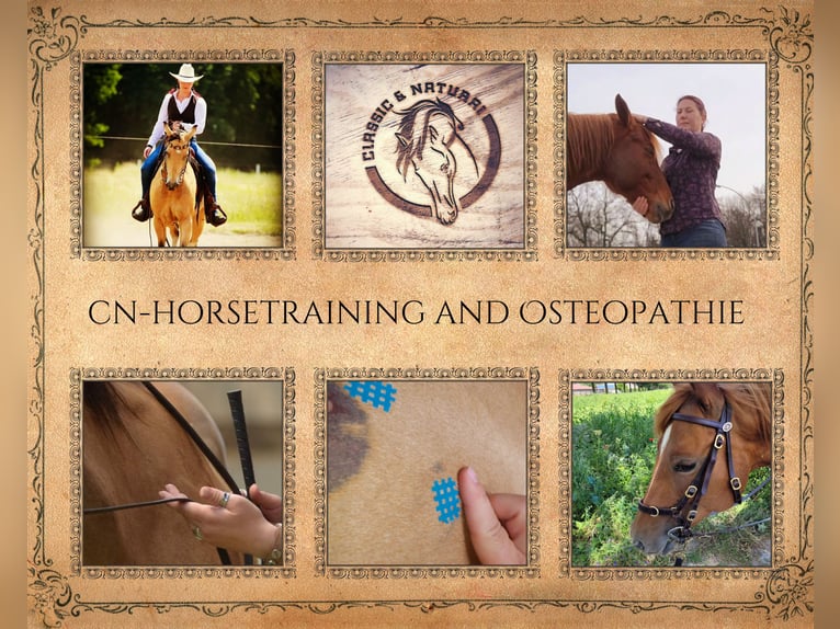 Allenamento personalizzato per cavalli, osteopatia equina, TGT, OsteoConceptCoach, NRW