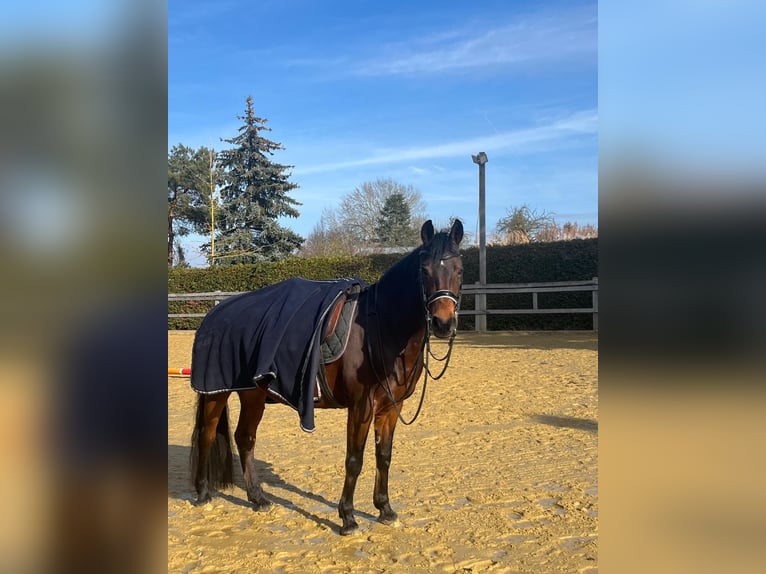 Lezioni di dressage di prima qualità e oneste ✨