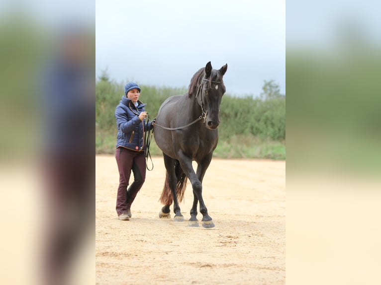 Lezioni di equitazione complete su cavalli da scuola o sul proprio cavallo, con focus su dressage, l