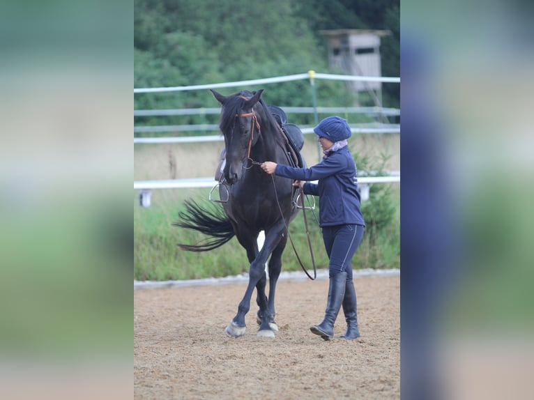 Lezioni di equitazione complete su cavalli da scuola o sul proprio cavallo, con focus su dressage, l