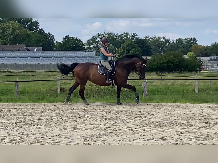 Lezioni di equitazione mobili per te e il tuo cavallo