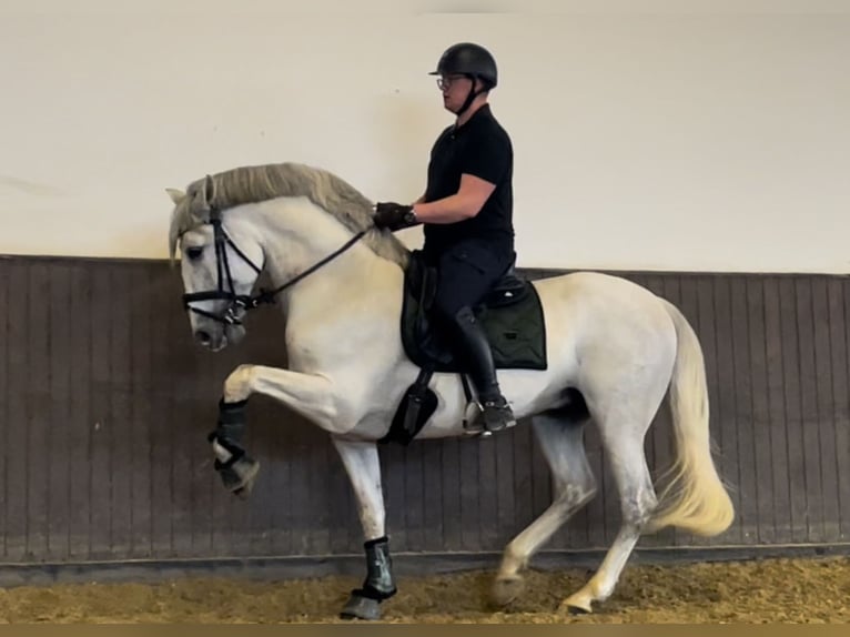 Lezioni di equitazione online