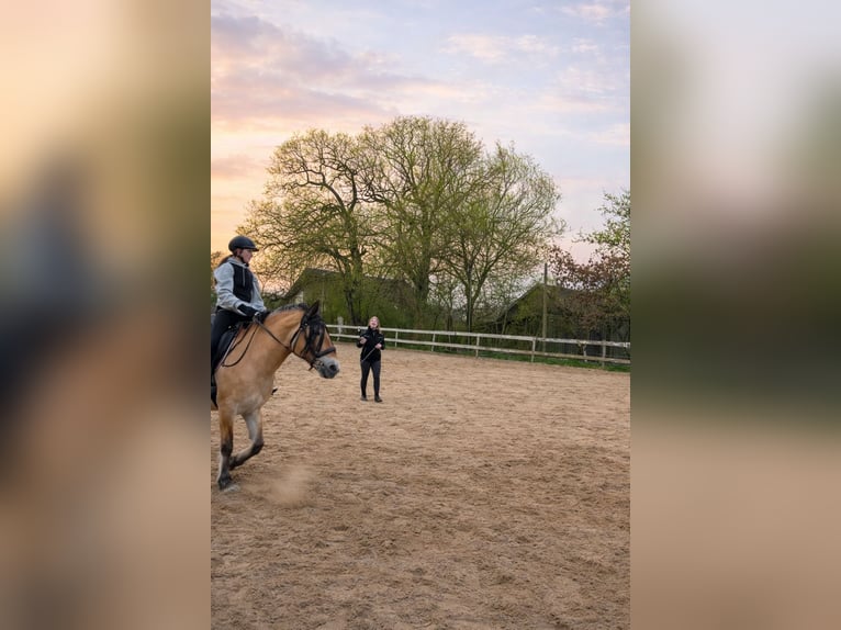 Lezioni di equitazione presso l'Associazione Equestre Neuried-Gauting e. V.