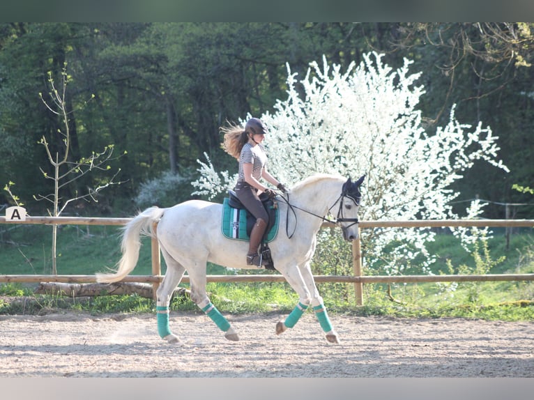Lezioni personalizzate per cavalieri ambiziosi