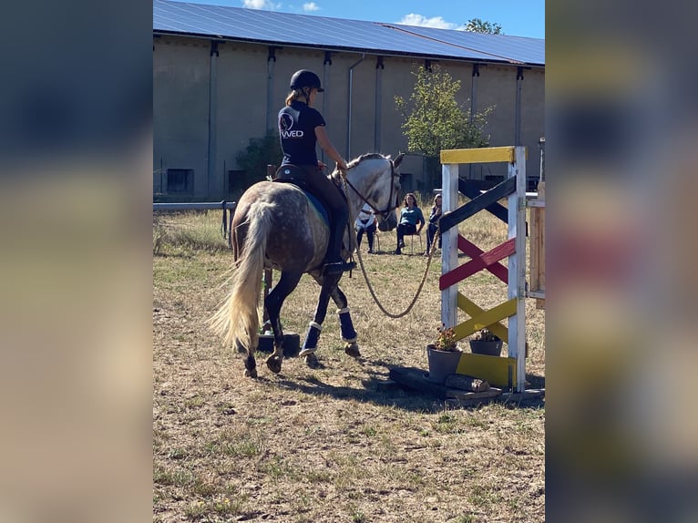 MindRide Training, Reitunterricht, Bodenarbeit