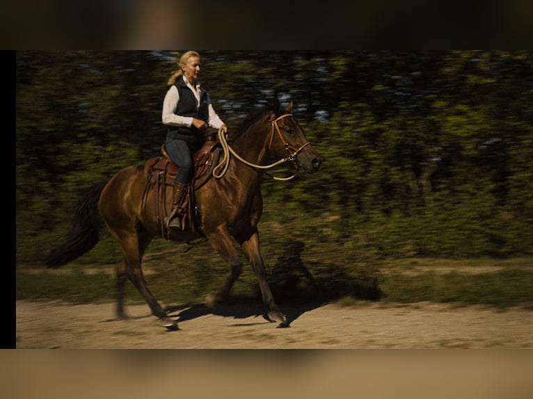MKA Martin Kreuzer Horsemanship Academy Allenatore