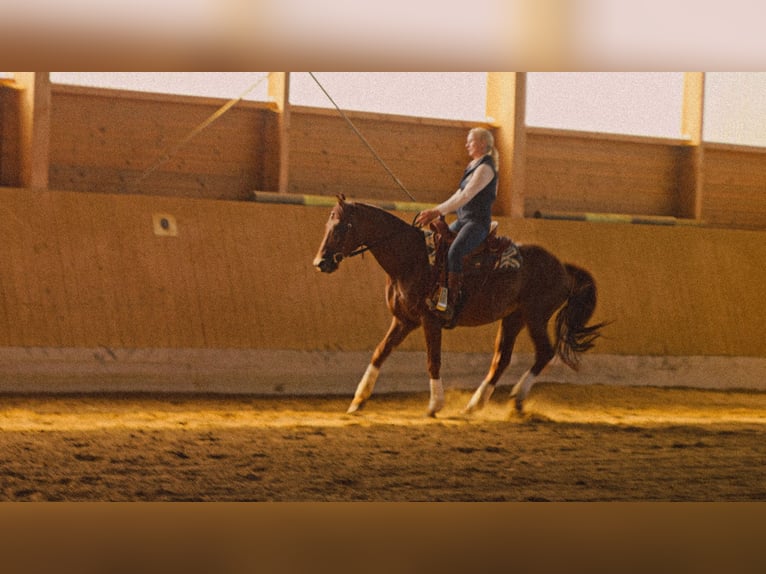MKA Martin Kreuzer Horsemanship Academy Allenatore