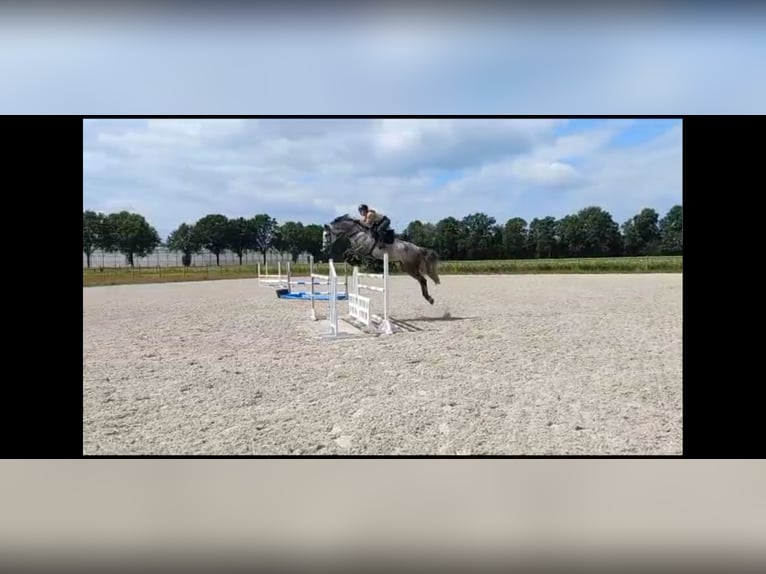 Mobiler Reitunterricht/Beritt/Bodenarbeit/Longenarbeit 