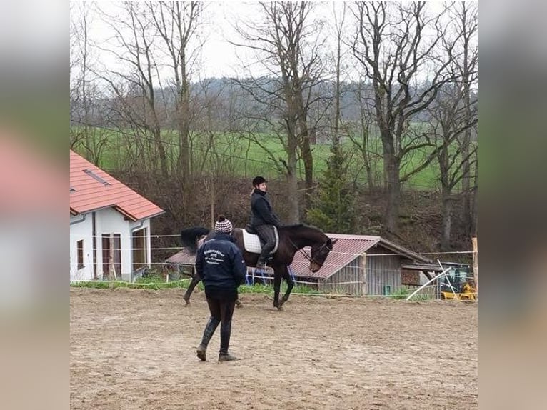 mobiler Reitunterricht - ich komme gerne zu dir