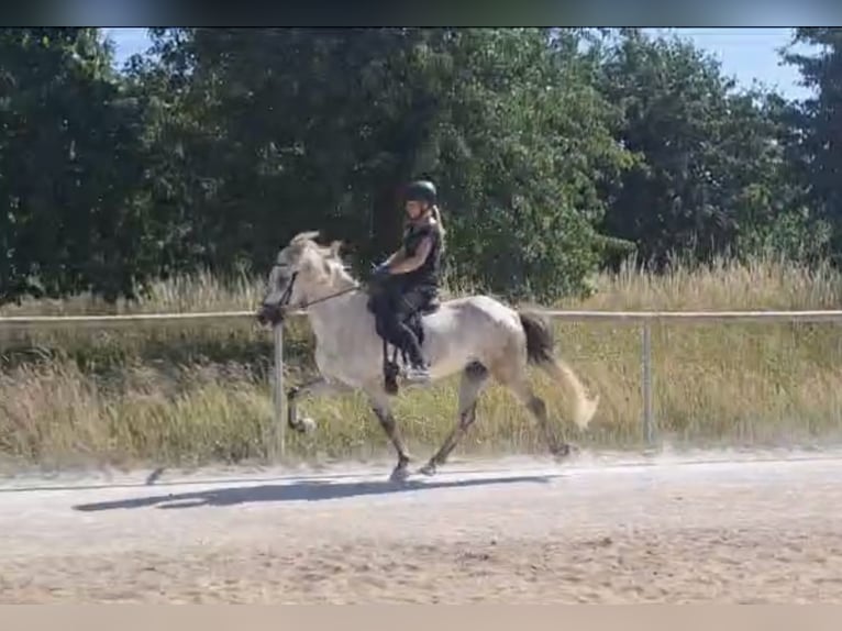 Mobiler Reitunterricht - Islandpferde/Gangpferde