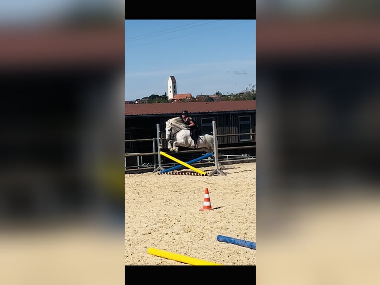 Mobiler Reitunterricht - Islandpferde/Gangpferde