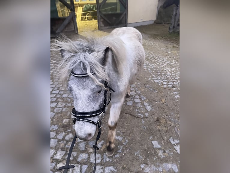 Online Reitunterricht