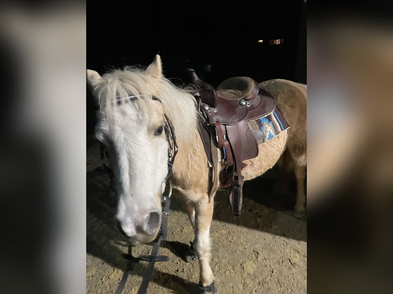 Online Reitunterricht