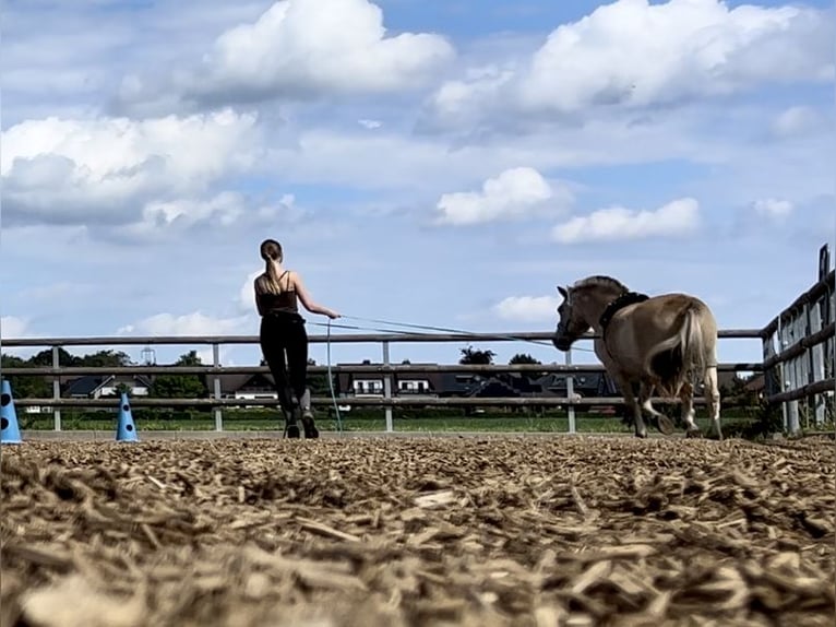 Unterricht in Bodenarbeit / Freiarbeit / Doppellonge / Horsemanship / Geländetraining / Gelassenheit