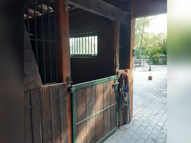 1 offene Box für Isländerwallach , ab Frühjahr 1 Paddockbox für verträgl. Wallachbis max 155cm