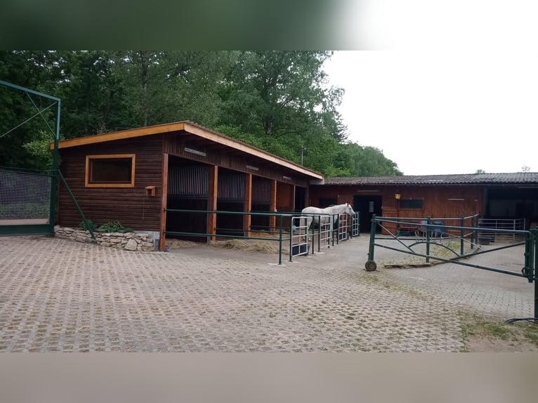 1 offene Box für Isländerwallach , ab Frühjahr 1 Paddockbox für verträgl. Wallachbis max 155cm