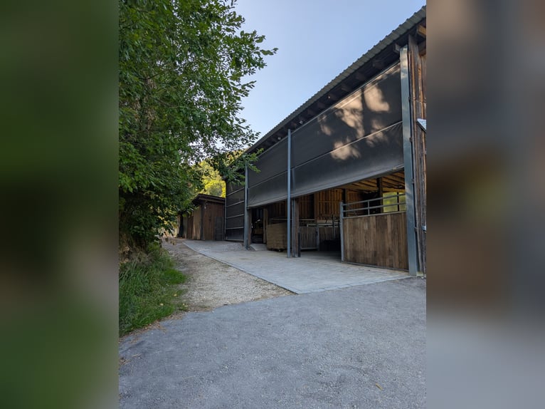 5 box per cavalli, stalla completamente nuova