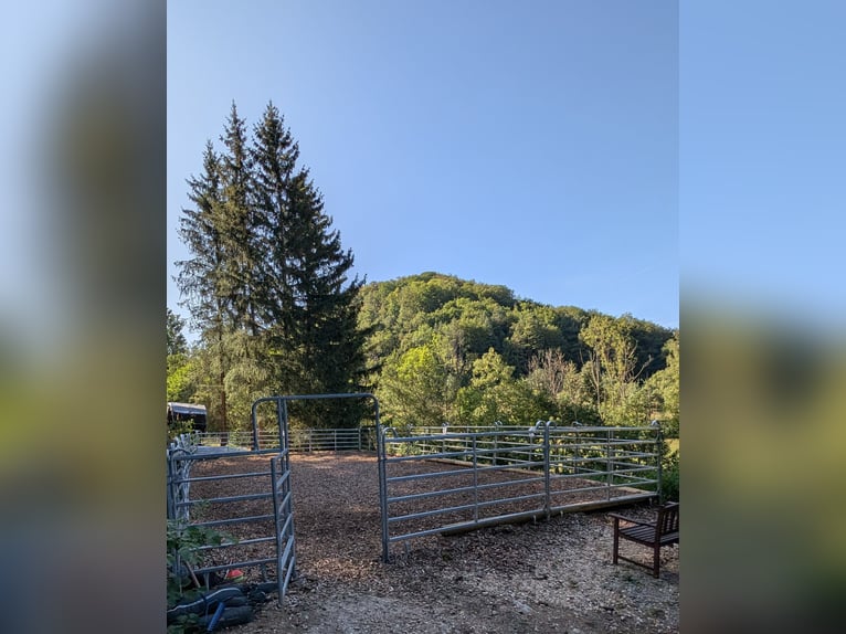 5 box per cavalli, stalla completamente nuova