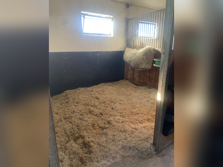 Box disponibili in un'azienda agricola immersa nel verde, in un'area di stalla condivisa e tranquill