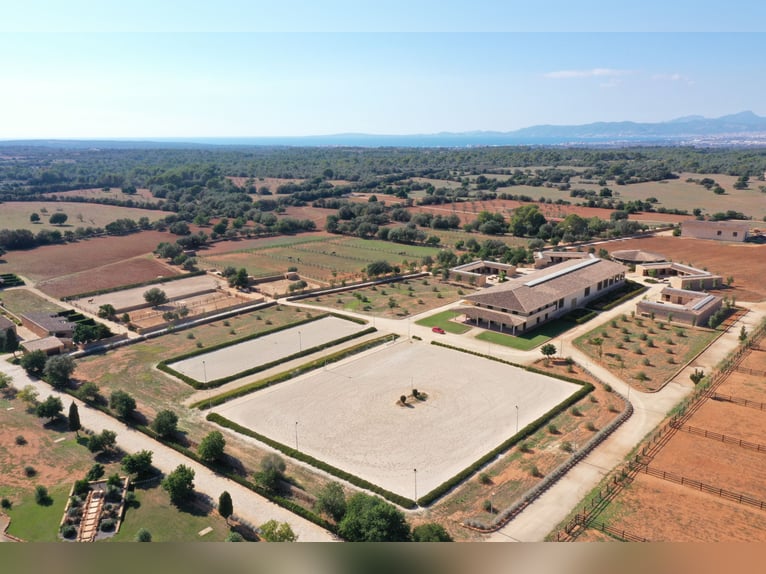 Box disponibili presso la VMG Horse Ranch