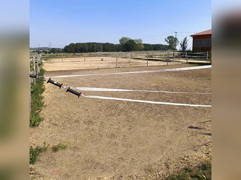 Box esterne e box interne disponibili, con accesso quotidiano al paddock.